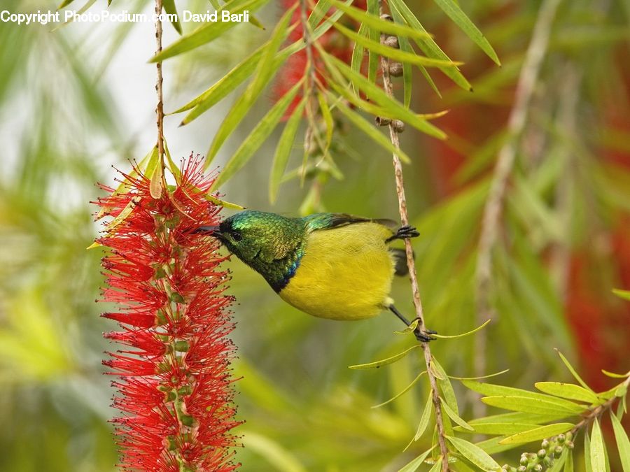 Bird, Hummingbird, Bee Eater, Conifer, Fir, Plant, Tree