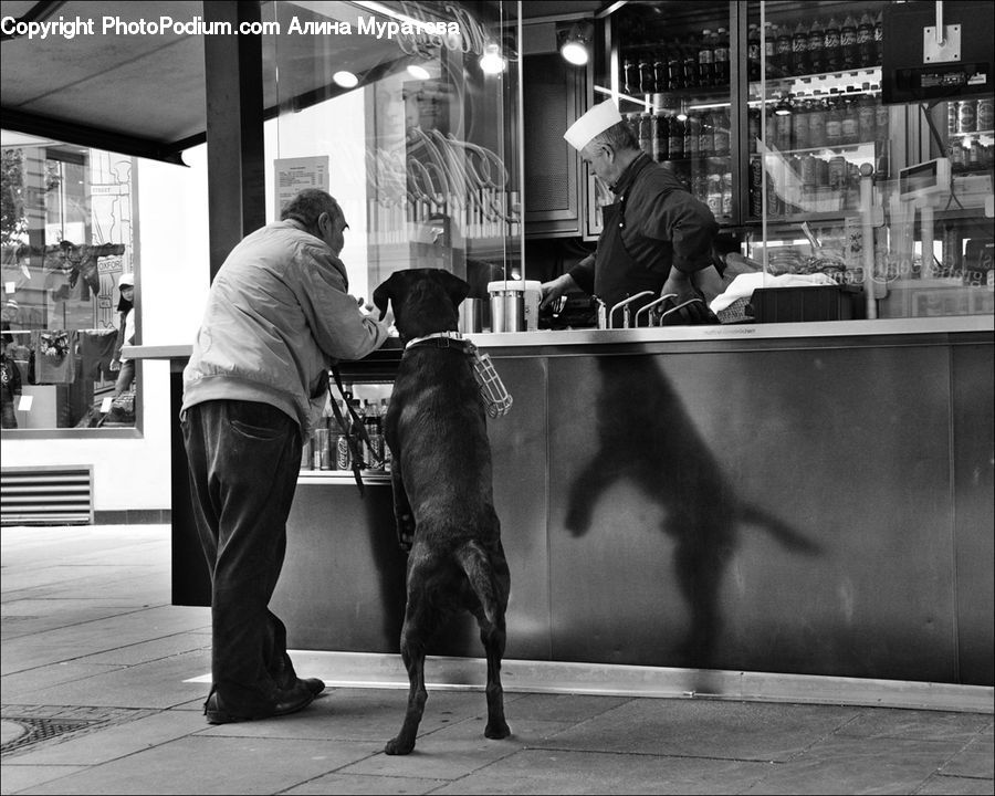 People, Person, Human, Angus, Animal, Bull, Mammal