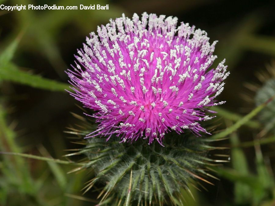 Flora, Flower, Plant, Thistle, Weed, Blossom, Asteraceae