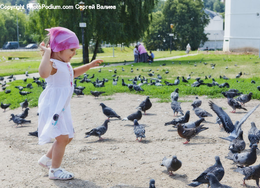 Human, People, Person, Bird, Pigeon, Dove, Cap
