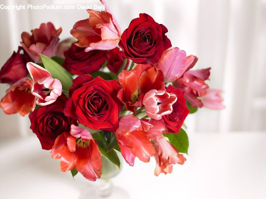 Blossom, Flower, Plant, Rose, Flower Arrangement, Flower Bouquet, Flora
