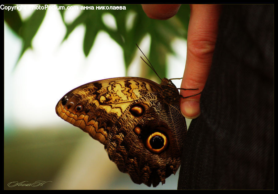 Butterfly, Insect, Invertebrate