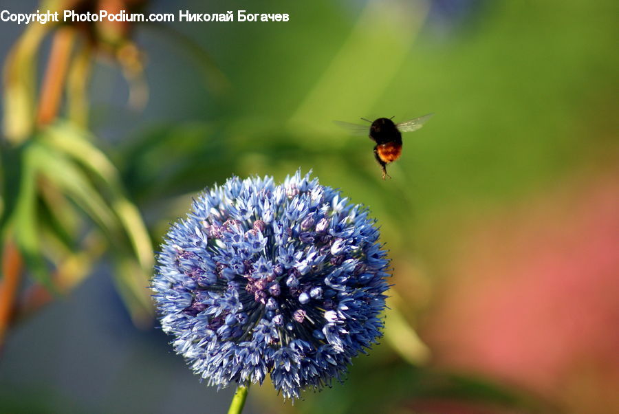 Allium, Blossom, Flora, Flower, Plant, Andrena, Apidae