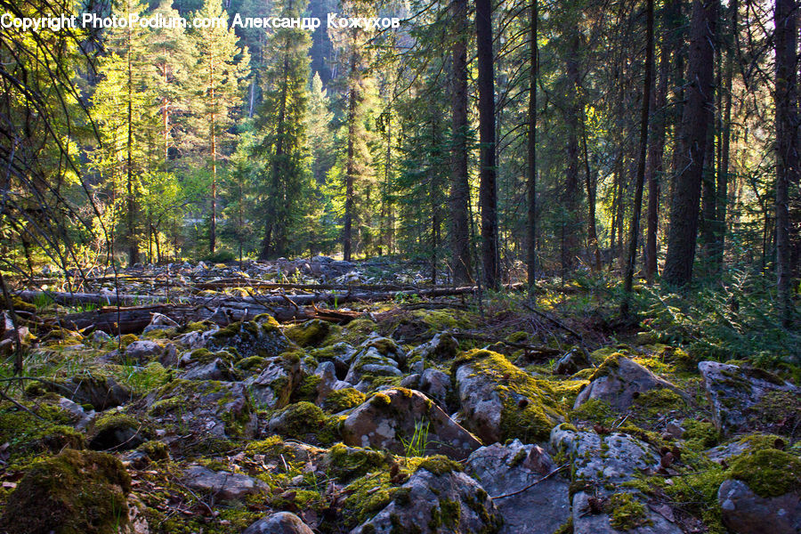 Forest, Vegetation, Moss, Plant, Rock, Jungle, Rainforest
