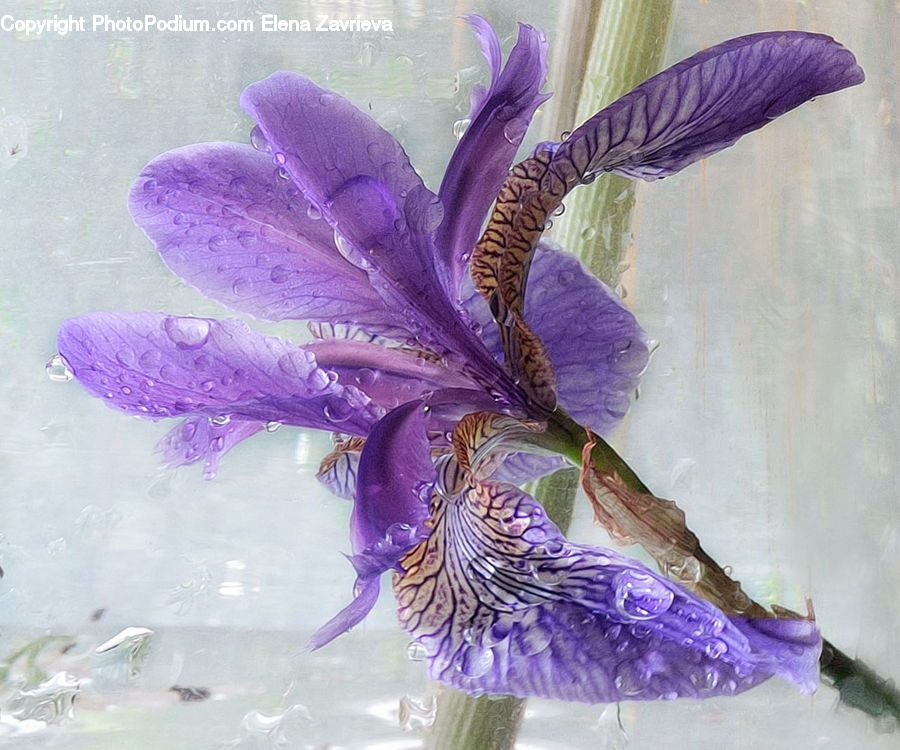 Blossom, Crocus, Flora, Flower, Plant, Iris, Violet