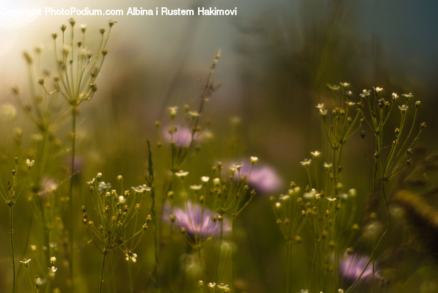 Dill, Plant, Lavender, Blossom, Flora, Flower, Geranium