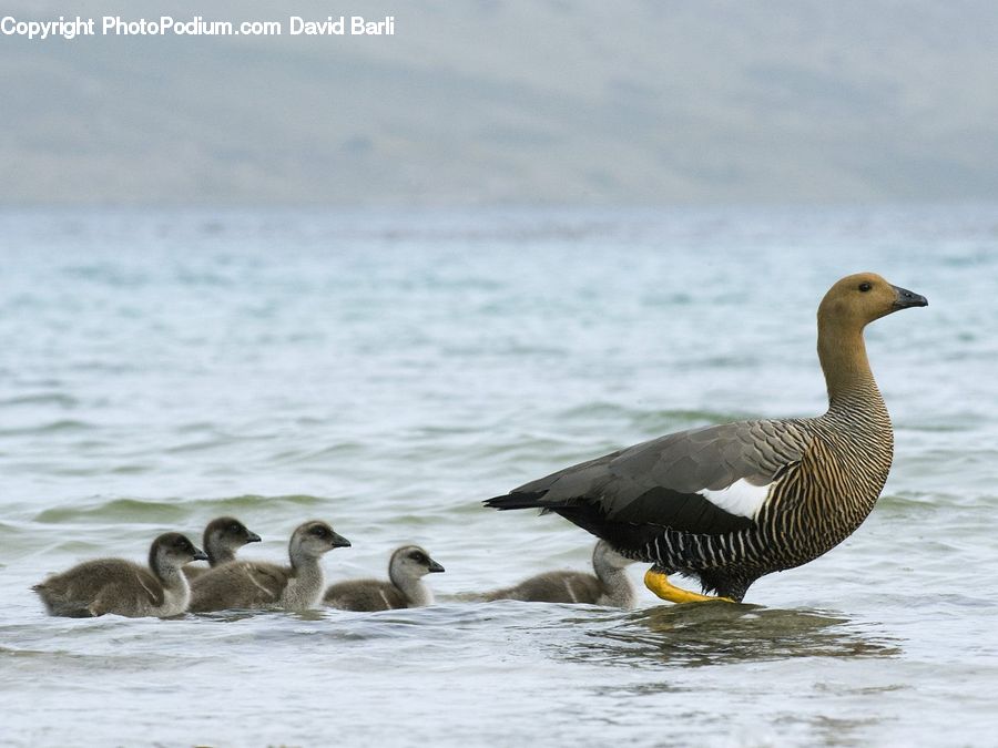 Bird, Goose, Waterfowl, Swan, Duck, Teal, Animal