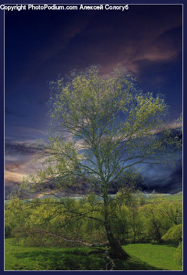 Conifer, Fir, Plant, Tree, Azure Sky, Cloud, Outdoors