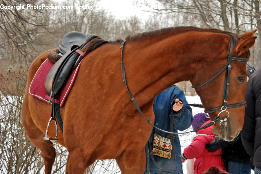 Animal, Horse, Mammal, Equestrian, Person, Boot, Footwear