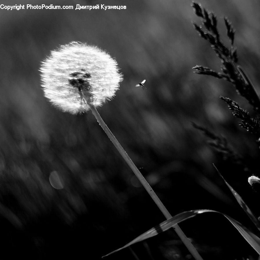 Dandelion, Flower, Plant, Blossom, Flora, Pollen, Asteraceae