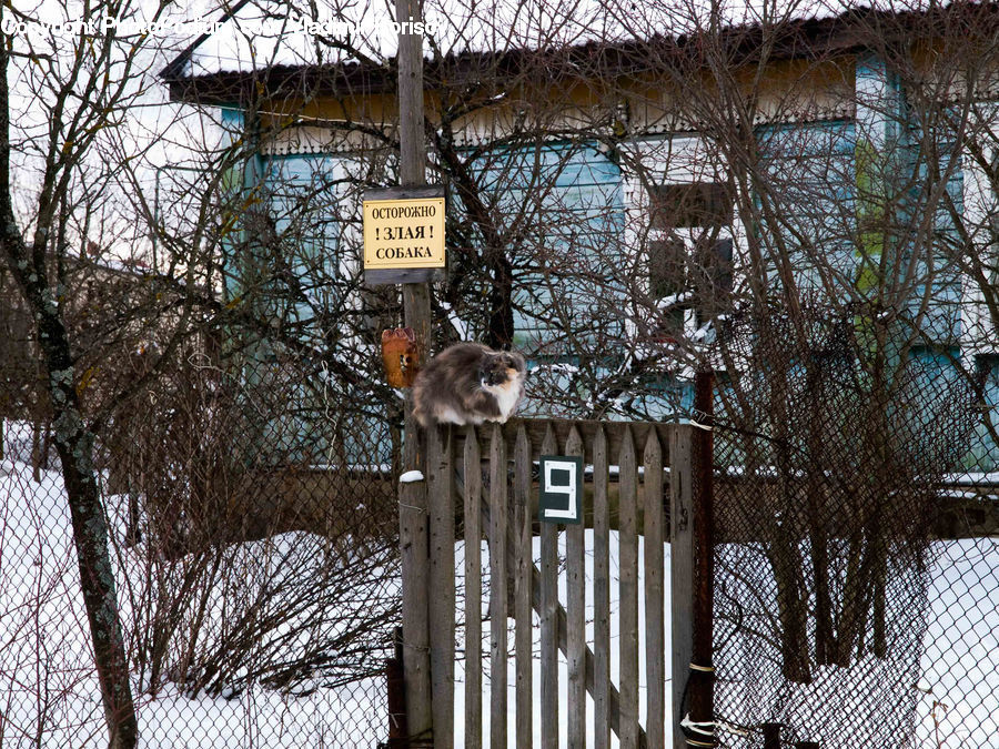 Bird, Jay, Bird Feeder, Kite Bird, Fence, Owl, Wildlife