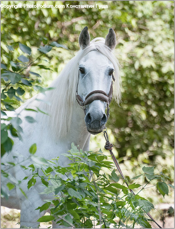Animal, Horse, Mammal, Stallion, Colt Horse, Foal, Face