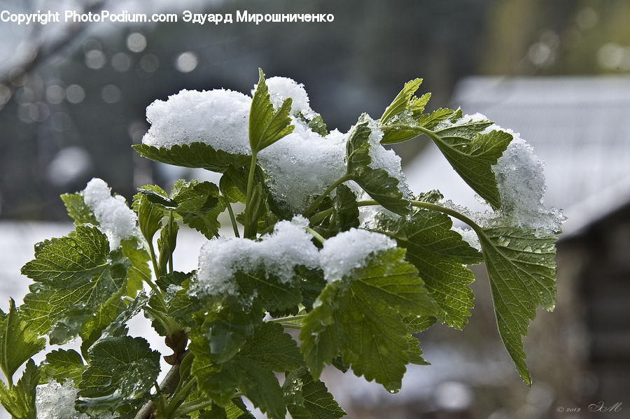Fruit, Grapes, Leaf, Plant, Frost, Ice, Outdoors