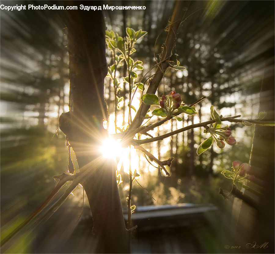 Plant, Potted Plant, Conifer, Fir, Tree, Flare, Light
