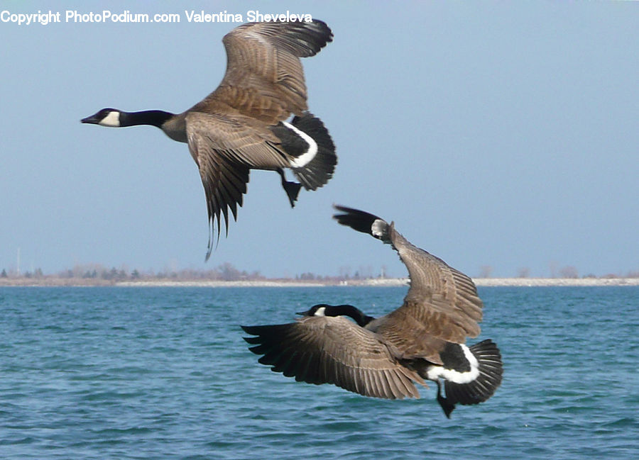 Bird, Goose, Waterfowl