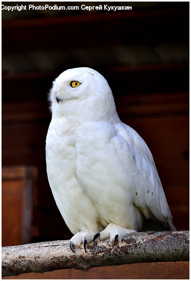 Bird, Cockatoo, Parrot, Dove, Pigeon, Beak