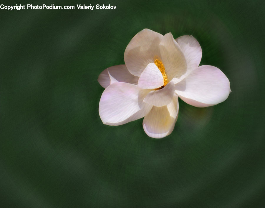 Blossom, Flora, Flower, Plant, Crocus, Lilac