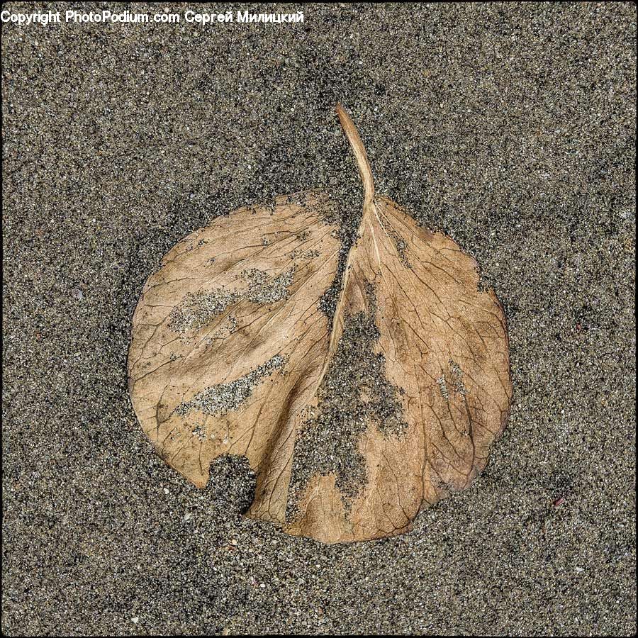 Butterfly, Insect, Invertebrate, Moth, Asphalt, Tarmac, Outdoors