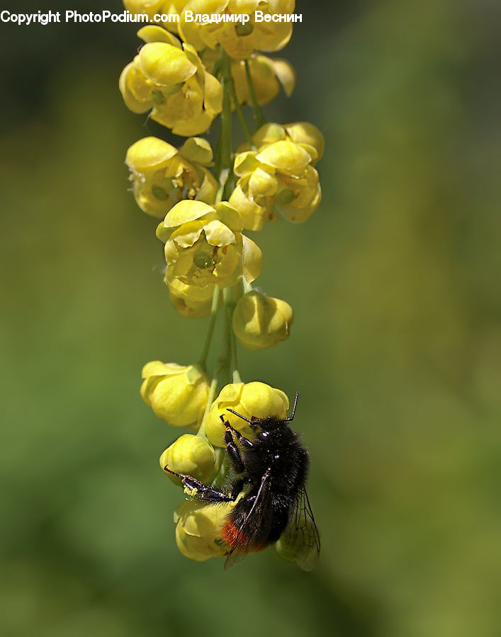 Andrena, Apidae, Bee, Bumblebee, Honey Bee, Insect, Invertebrate