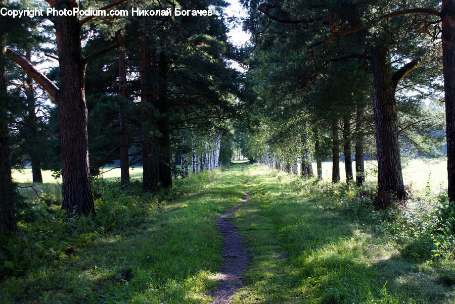 Forest, Grove, Land, Dirt Road, Gravel, Road, Vegetation