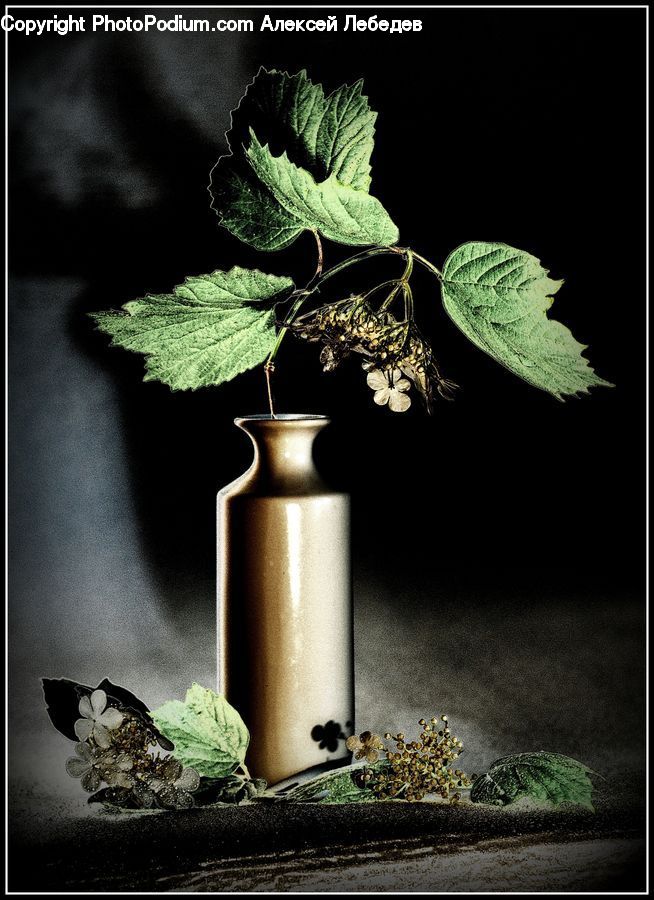 Plant, Potted Plant, Herbs, Mint, Pot, Pottery, Acanthaceae