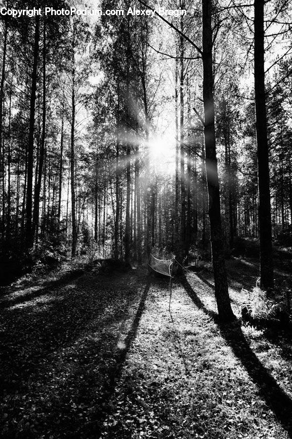 Forest, Vegetation, Grove, Land, Path, Trail, Plant