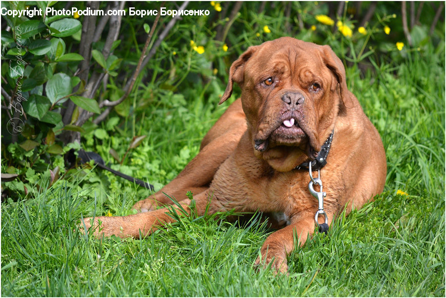 Animal, Boxer, Bulldog, Canine, Dog, Mammal, Pet