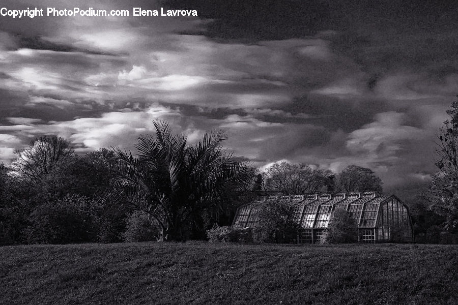 Outdoors, Storm, Weather, Plant, Tree, Countryside, Blossom