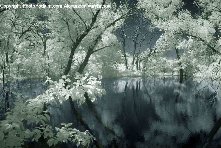 Forest, Vegetation, Grove, Land, Plant, Tree, Marsh