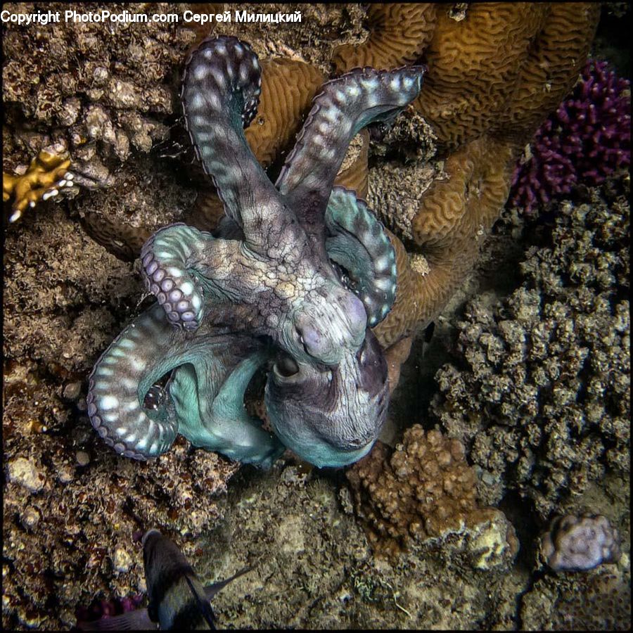 Invertebrate, Octopus, Sea Life, Clam, Seashell