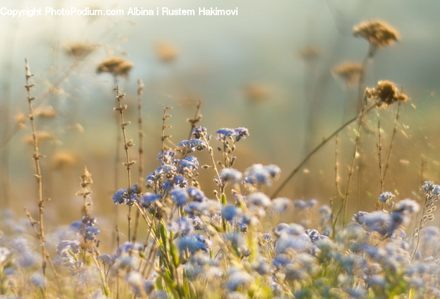 Field, Grass, Grassland, Plant, Fiber, Flax, Flora