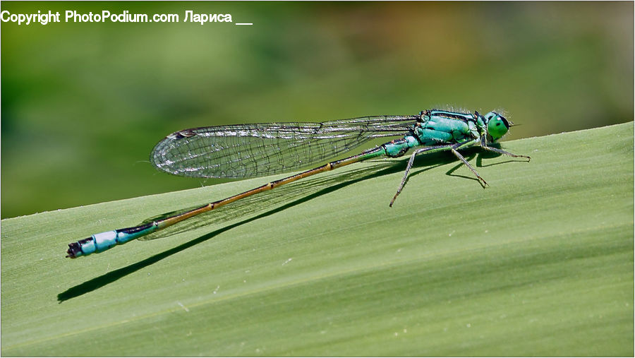 Anisoptera, Dragonfly, Insect, Invertebrate