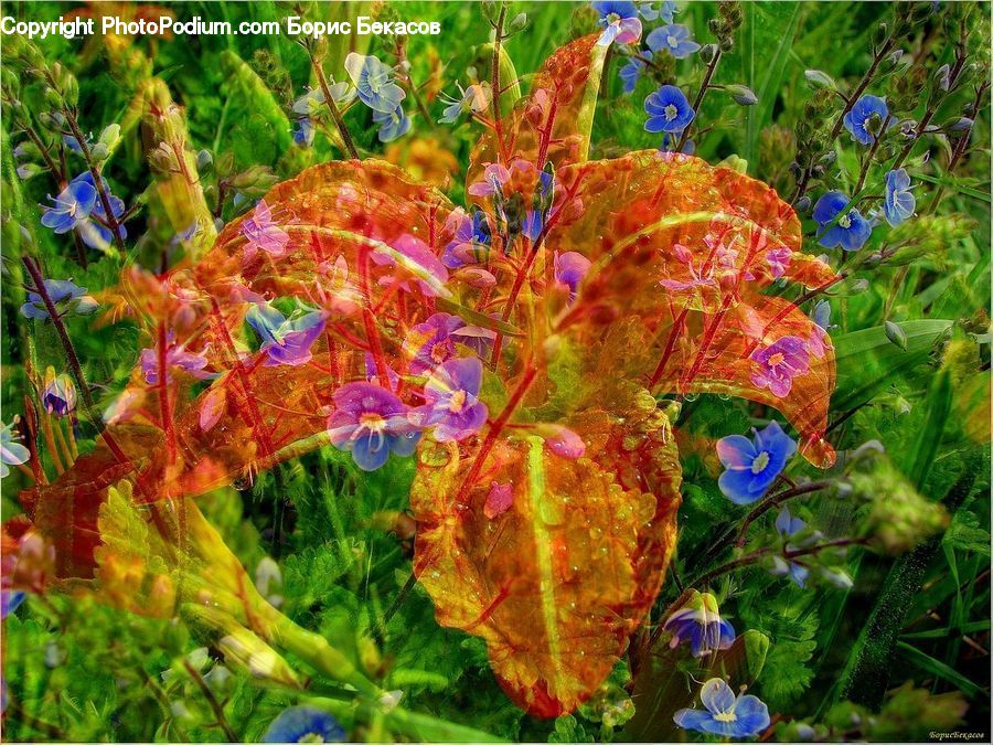 Blossom, Flora, Flower, Plant, Bush, Vegetation, Iris