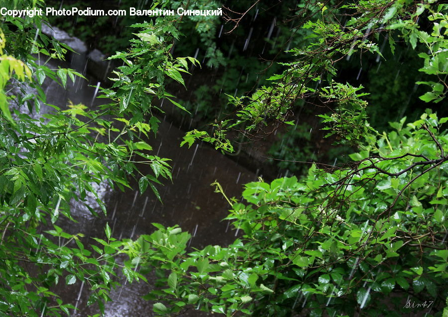 Plant, Forest, Jungle, Bush, Vegetation, Rainforest, Ivy