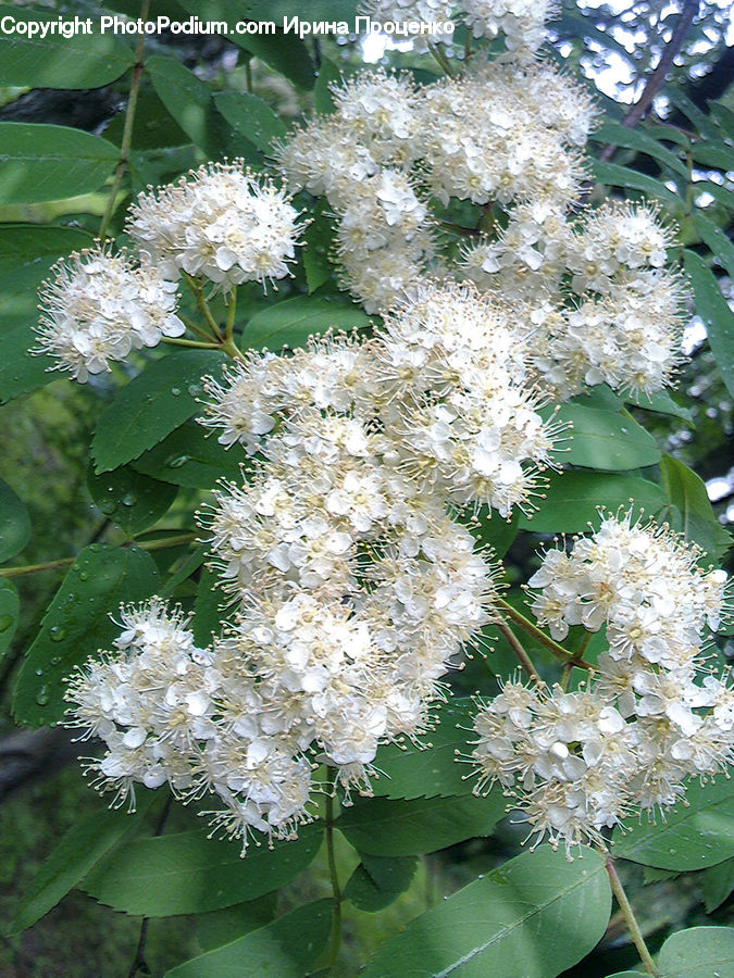 Blossom, Flora, Flower, Plant, Lilac, Petal, Leaf
