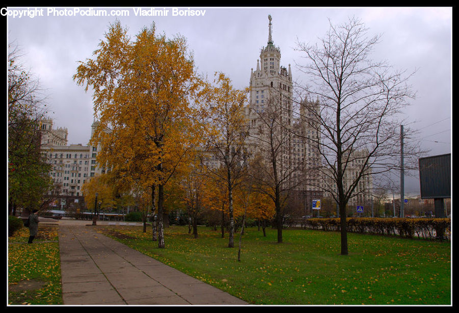 Campus, Plant, Tree, Landscape, Nature, Scenery, Building