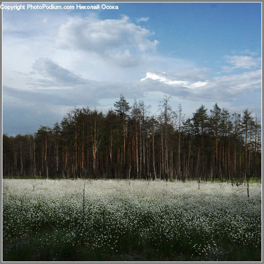Cloud, Cumulus, Sky, Conifer, Fir, Plant, Tree