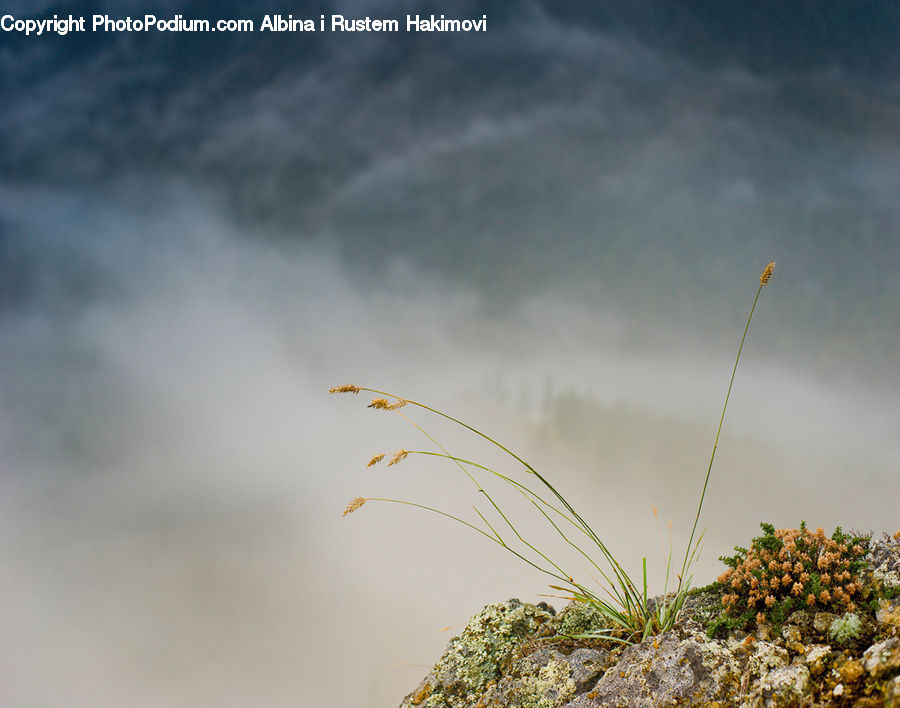 Field, Grass, Grassland, Plant, Weed, Moss, Grain