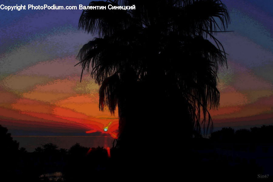 Palm Tree, Plant, Tree, Beach, Coast, Outdoors, Sea