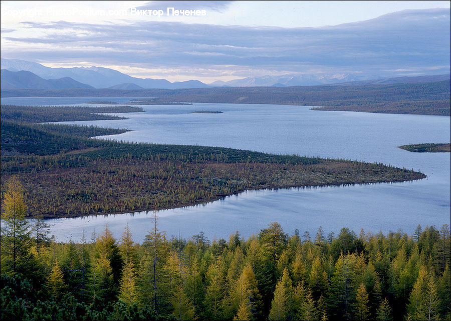 Conifer, Fir, Plant, Tree, Promontory, Pine, Spruce