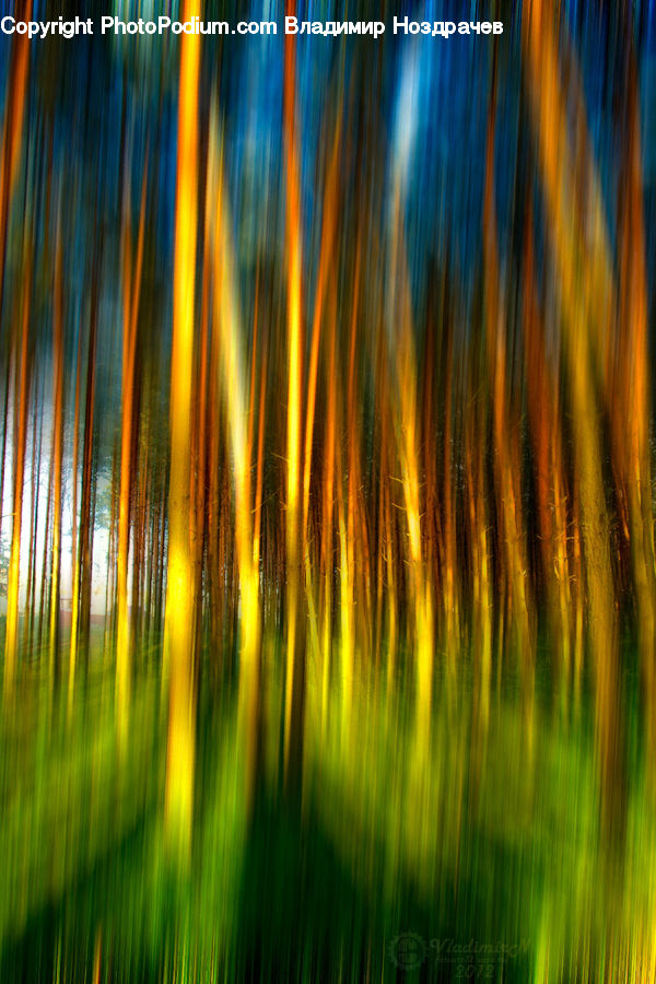 Light, Field, Grass, Grassland, Plant, Reed, Water