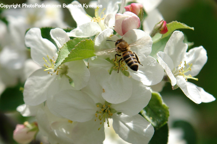 Blossom, Flora, Flower, Plant, Pollen, Bee, Insect