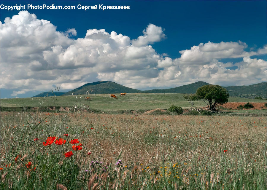 Blossom, Flora, Flower, Plant, Poppy, Field, Grass