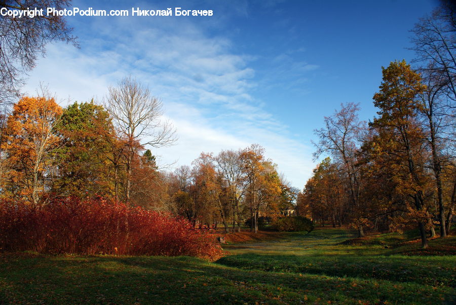 Dirt Road, Gravel, Road, Field, Grass, Grassland, Land