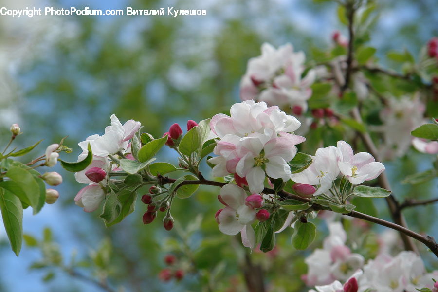 Blossom, Flora, Flower, Plant, Cherry Blossom