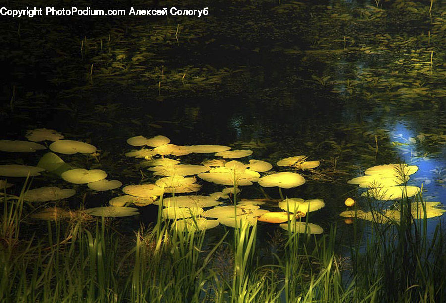 Outdoors, Pond, Water, Land, Marsh, Swamp, Flower