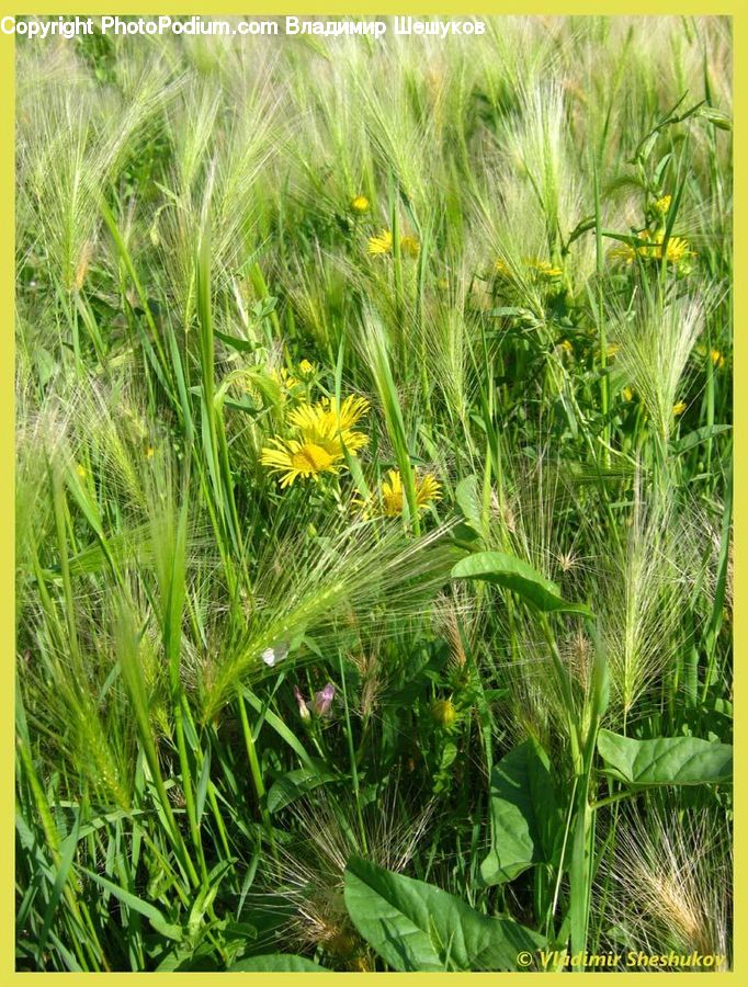 Field, Grass, Grassland, Plant, Herbal, Herbs, Planter