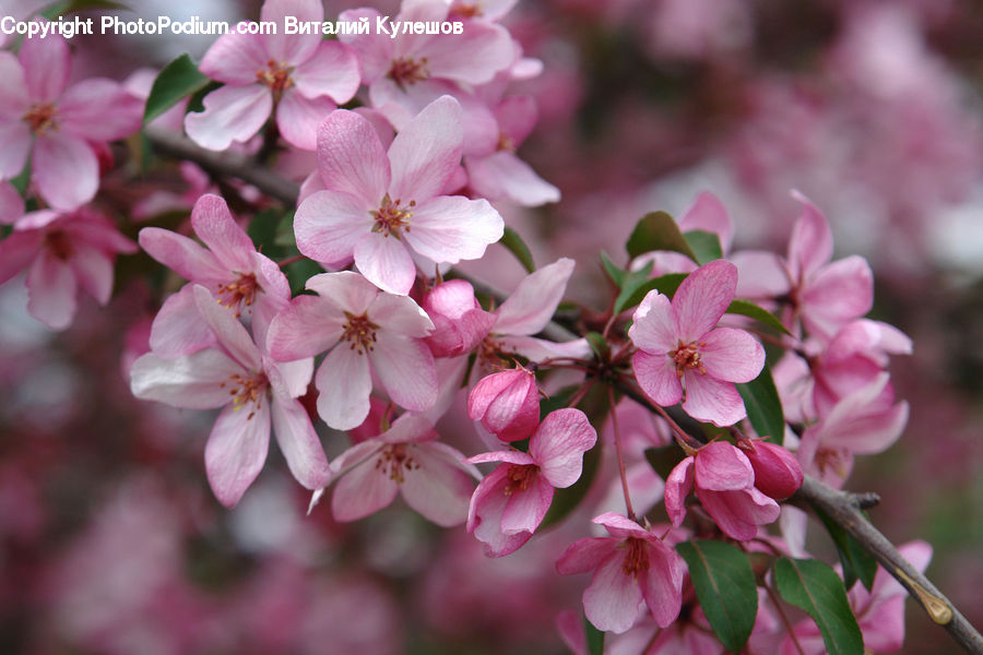 Blossom, Flora, Flower, Plant, Cherry Blossom, Lilac, Geranium