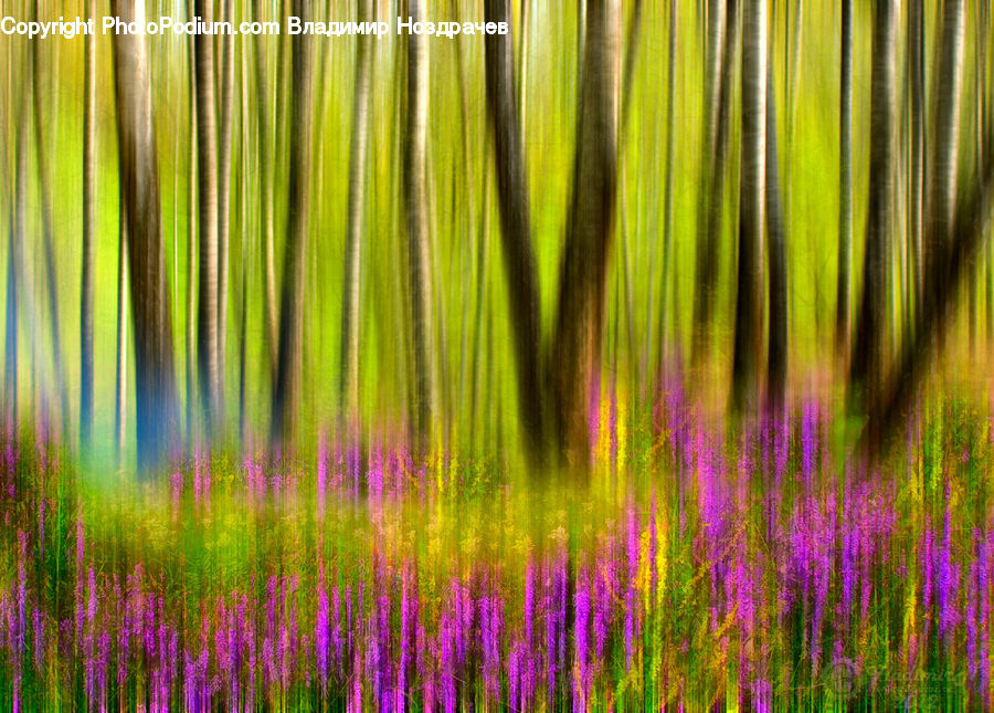 Field, Grass, Grassland, Plant, Blossom, Flora, Flower