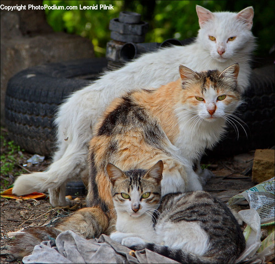 Animal, Cat, Mammal, Pet, Kitten, Manx, Abyssinian